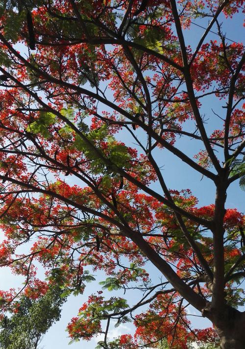 凤凰花的花语（凤凰花开遍大地）