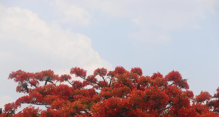 凤凰花（盛放在世界各地的凤凰花之美）