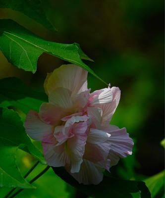 芙蓉花的花语与含义（从古至今）