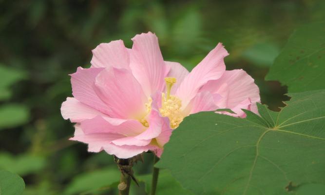 芙蓉花——傲然开放的美丽（盛开在水中的花）