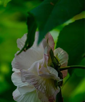 芙蓉花——傲然开放的美丽（盛开在水中的花）