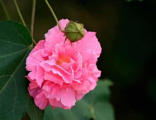 芙蓉花的象征意义（探寻芙蓉花的文化内涵与美学价值）