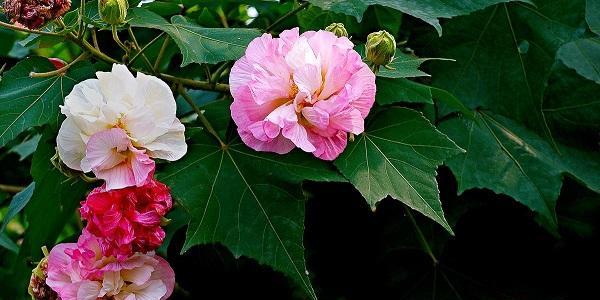 以木芙蓉为主题的传说和花语（探寻木芙蓉的神秘传说与深刻花语）