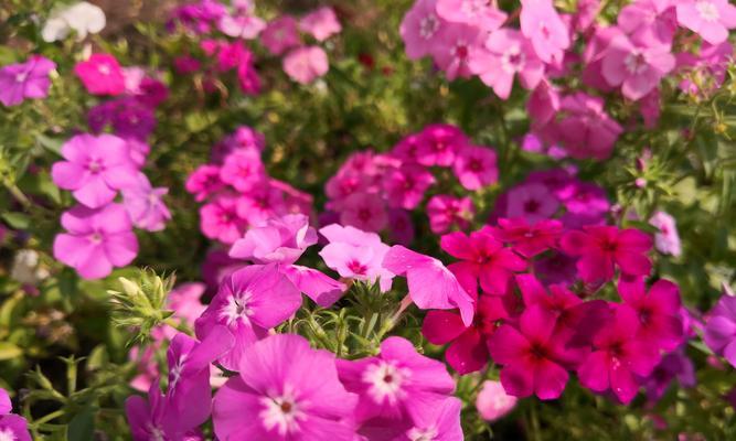 宿根福禄考花语及其寓意（揭秘宿根福禄考花语的奥秘）