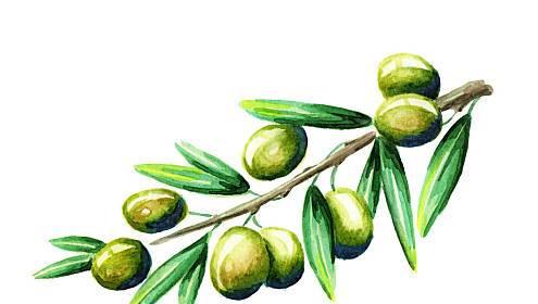 橄榄枝的象征意义——和平与希望的象征（橄榄枝在历史和文化中的重要地位）