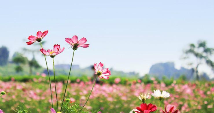 格桑花（格桑花的寓意与花语——向生命的力量致敬）