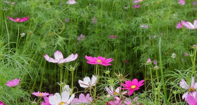 格桑花（一朵花背后的自由与希望）