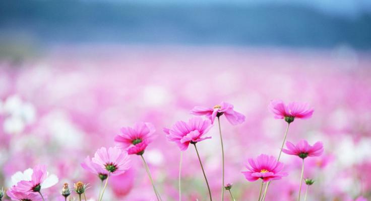 格桑花的花语与寓意（揭开格桑花背后的秘密——花语的美丽传承）