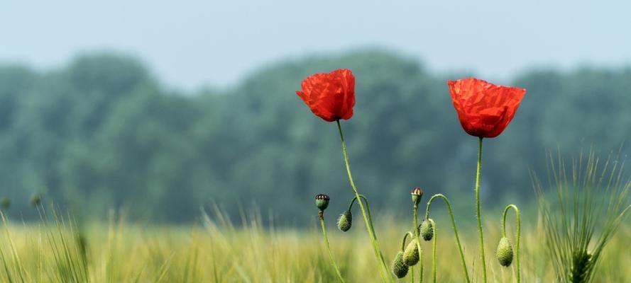 罂粟花的花语及其寓意（深入探究罂粟花的花语）