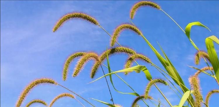 狗尾巴花（春日盛放）