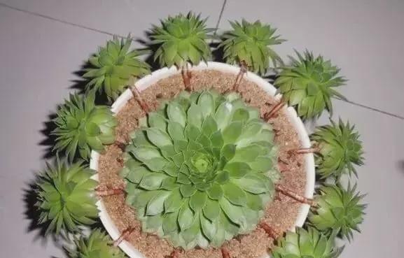 以观音莲的花语和寓意（悟透生命的真谛）