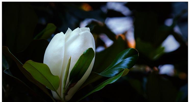 广玉兰花（探寻广玉兰花的寓意和生命力源泉）