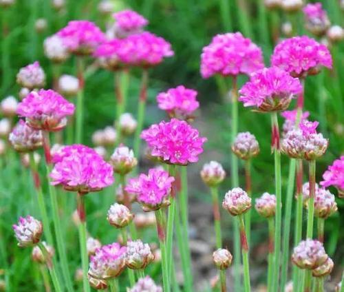 以海石竹的花语赋予生活美好（唤醒希望与坚韧的力量）