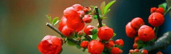海棠花（以海棠花为代表的花语传达着深情与坚毅的内涵）