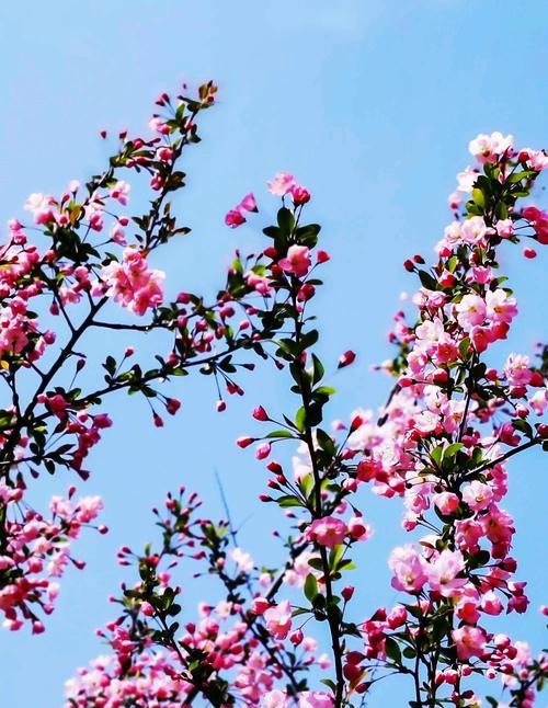 海棠花（以海棠花为代表的花语传达着深情与坚毅的内涵）