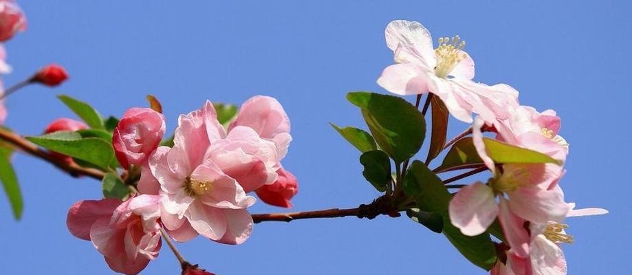 海棠花的传说与花语（传说中的红色海棠）