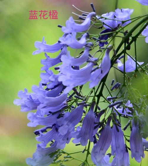 以海桐花花语为主题的文章（探寻海桐花的花语之美）