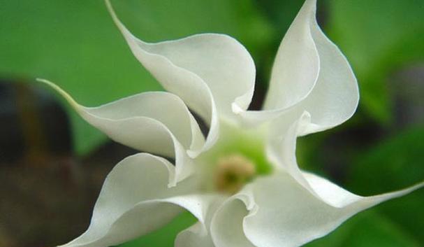 海芋花的花语与含义（探寻海芋花的神秘符号与象征）