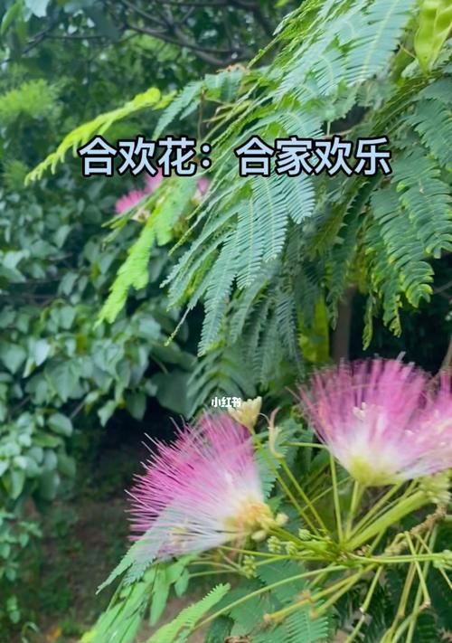 合欢花的传说与花语（探寻合欢花的神秘力量及其寓意）