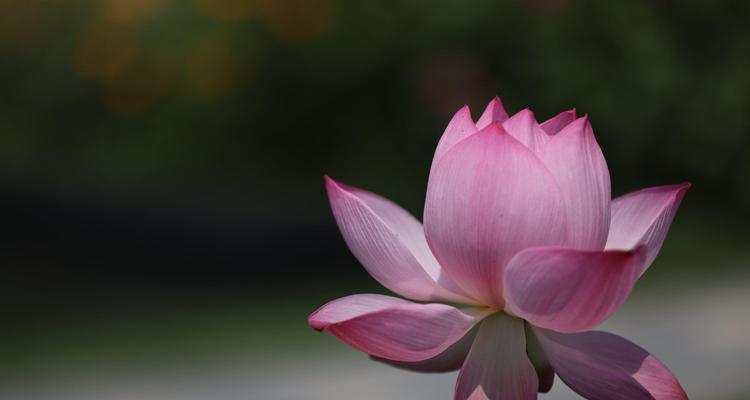 荷花的代表意义（水上花中的至圣象征）