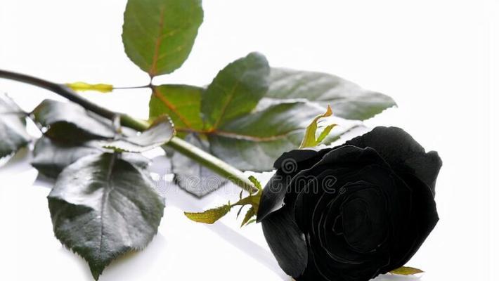 黑玫瑰花语的诠释与意义（探寻黑玫瑰花的神秘面纱）