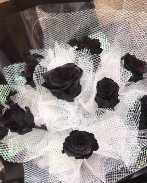 黑玫瑰花语的诠释与意义（探寻黑玫瑰花的神秘面纱）