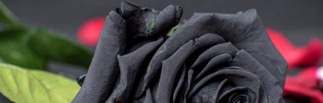 黑玫瑰花语的深刻寓意（揭示黑玫瑰花的情感象征及其隐藏的激情）