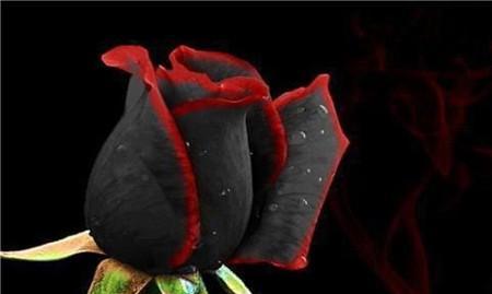 黑玫瑰的花语与意义（探索黑玫瑰的独特魅力）