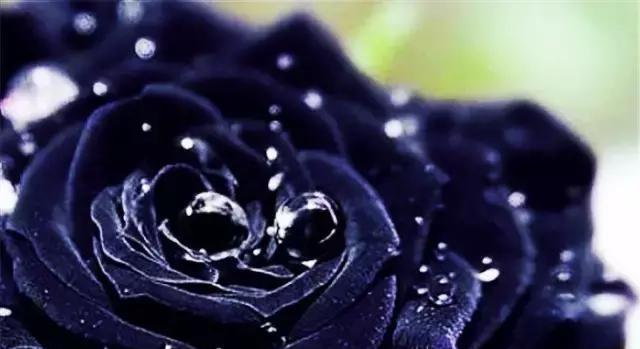 黑玫瑰的花语与意义（探索黑玫瑰的独特魅力）