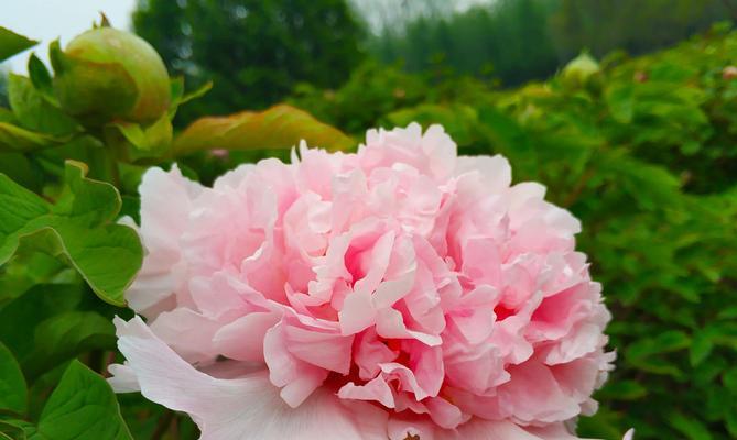 黑牡丹花语（探索黑牡丹的花语和传说）