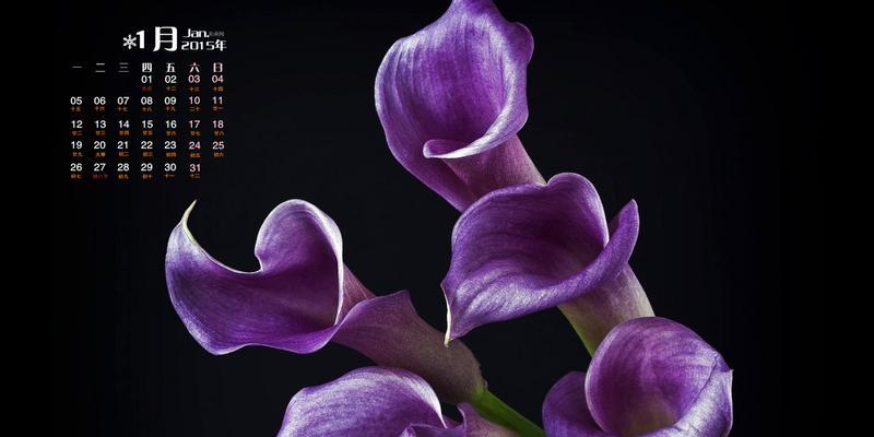 黑色马蹄莲花（揭示黑色马蹄莲花背后的生命密码）