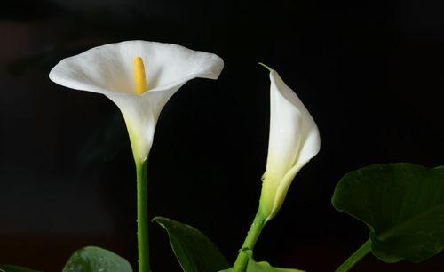 黑色马蹄莲花（揭示黑色马蹄莲花背后的生命密码）