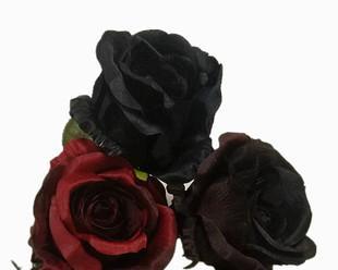 黑色玫瑰的象征意义（探寻黑色玫瑰的美与深意）