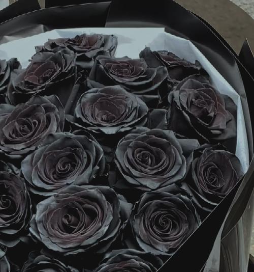 黑色玫瑰的寓意（深情与神秘交织的花朵）
