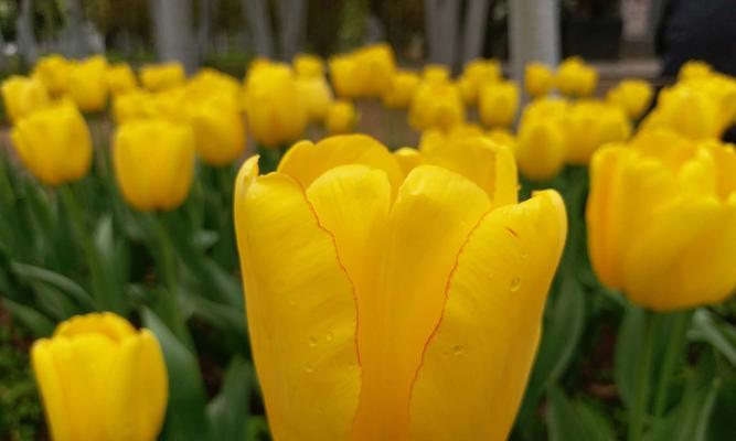 黑郁金香花语（探索黑郁金香花语的深层意义及其美丽神秘）