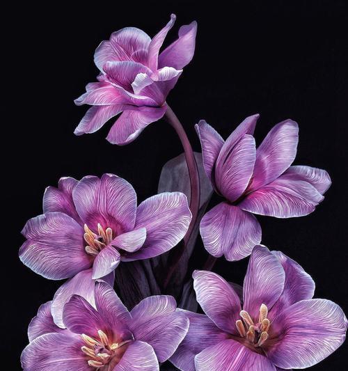 黑紫色马蹄莲花（探秘黑紫色马蹄莲的花语和传说）