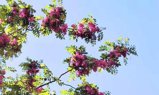 红花刺槐的花语与意义（红花刺槐——勇敢和热情的象征）