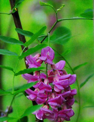 红花刺槐的花语与意义（红花刺槐——勇敢和热情的象征）