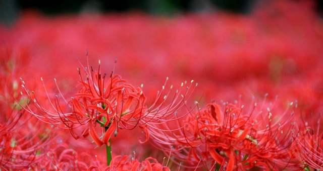 红花石蒜花语（红花石蒜的花语以及它所传达的情感和寓意）