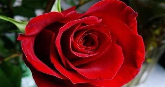 红玫瑰与粉玫瑰的寓意及象征意义（探寻红玫瑰与粉玫瑰的不同寓意）