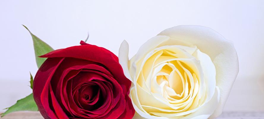 红玫瑰与白玫瑰的象征意义（探寻红玫瑰与白玫瑰的情感寓意与文化符号）