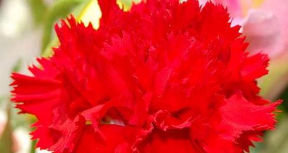 红色康乃馨的象征意义与传承（传递爱与敬意的康乃馨之花）