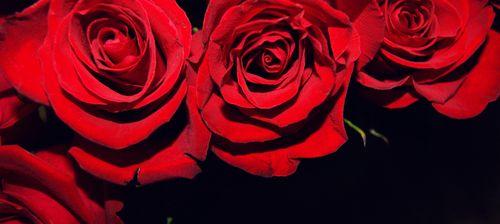 红色玫瑰的象征意义（探索红色玫瑰的深层含义）