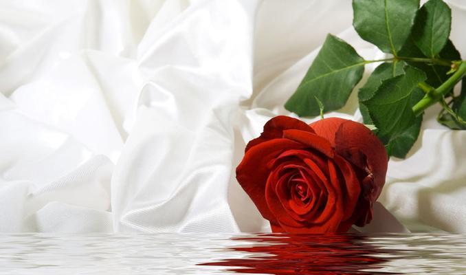 红色玫瑰的浓情花语（用红色玫瑰传递爱的信息）