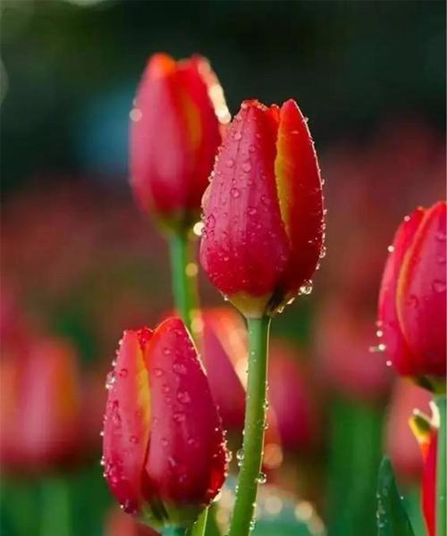 红色郁金香花语（深情款款）