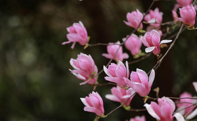 红玉兰花语（红玉兰花开放在生命中的意义）