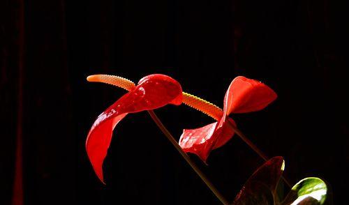 红掌花花语与美好生活（唤醒心灵的瑰丽鲜花）