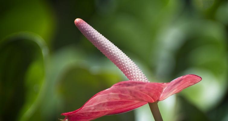 红掌花语（美丽）