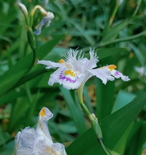 蝴蝶花花语（探索蝴蝶花的花语）