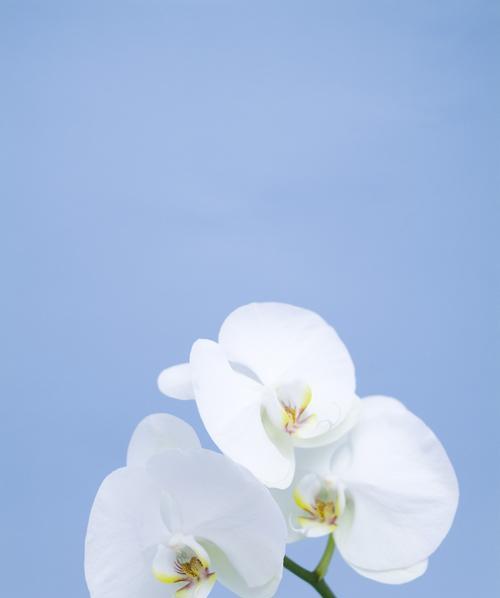 蝴蝶兰的寓意与美丽（神秘的花语和令人陶醉的花香）
